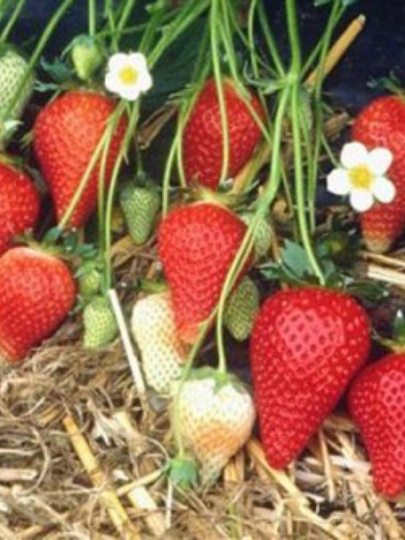 Саженцы Земляника садовая, Роксана, 5 шт, 678371