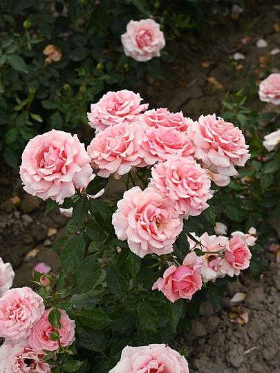 Саженцы Роза флорибунда, Поэзия