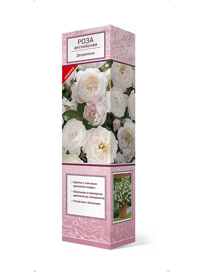 Саженцы Роза английская парковая, Дездемона, 799215