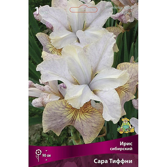 Луковицы Ирис сибирский, Сара Тиффни
