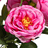 Цветок искусственный декоративный Пионы букет, 42 см, фуксия, Y4-7922 - фото 2