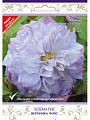 Саж. Клематис крупноцветковый Вероника Чойс