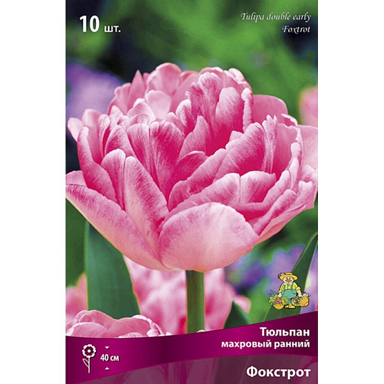 Луковицы Тюльпан махровый ранний, Фокстрот, 11-12/К, 10 шт