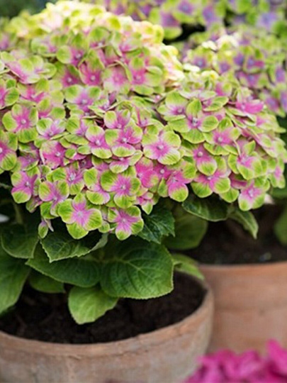 Саженцы Гортензия крупнолистовая, Мэджикал Кристал, 841871