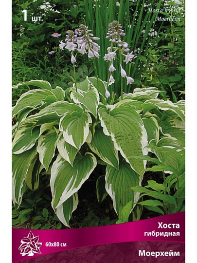 Корневище Хоста гибридная, Моерхейм