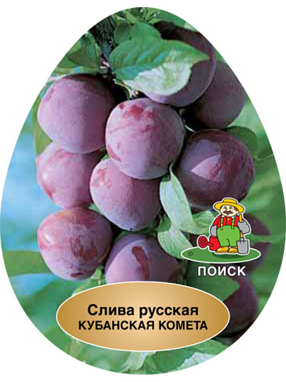 Саженцы Слива русская, (Алыча) Кубанская комета, 752151