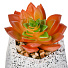 Цветок искусственный декоративный Суккулент, в кашпо, 9х9х11 см, Y4-6917 - фото 3