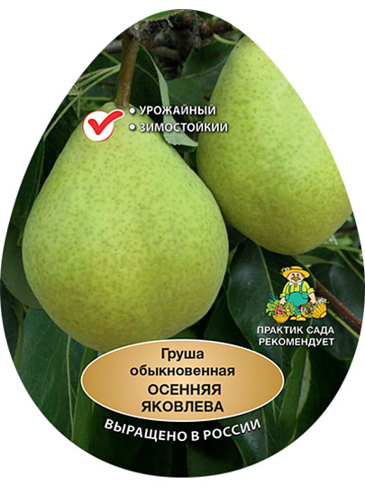 Саженцы Груша, Осенняя Яковлева, осенняя, желтая, 751596