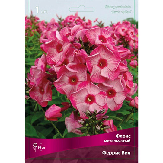 Корневище Флокс метельчатый, Феррис Вил