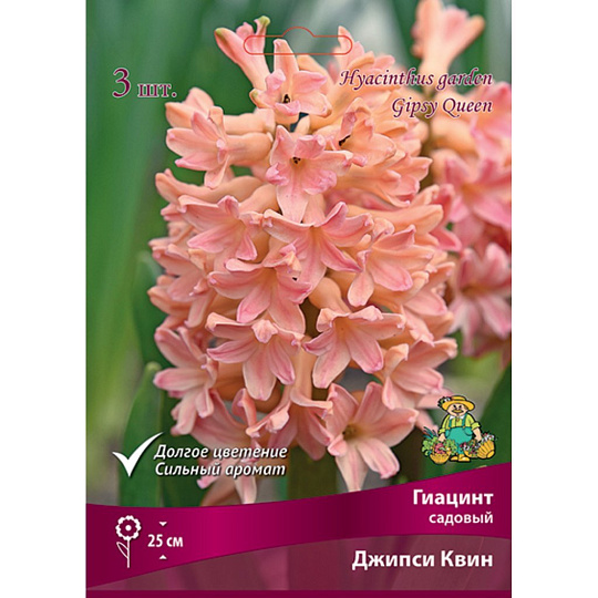 Луковицы Гиацинт садовый, Джипси Квин, 14-15/К, 3 шт