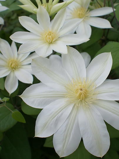 Саженцы Клематис крупноцветковый, Вадас Праймроуз, 799358