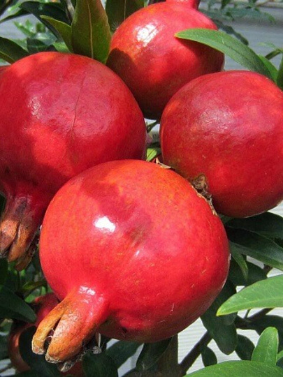 Саженцы Гранат карликовые, Нана, 752714