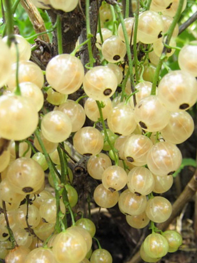 Саженцы Смородина белая, Баяна, перспективные сорта