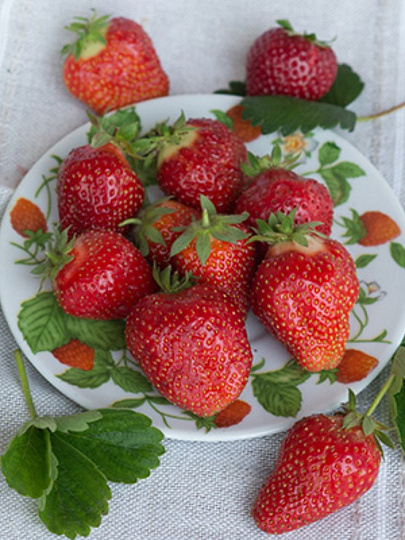 Саженцы Земляника садовая, Альба НФ311, 5 шт, 691228