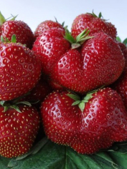 Саженцы Земляника садовая, Вима Тарда, 670447