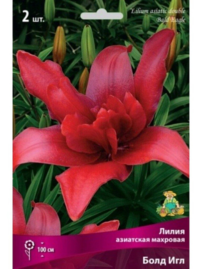 Луковицы Лилия азиатская, Болд Игл, 14-16, 2 шт
