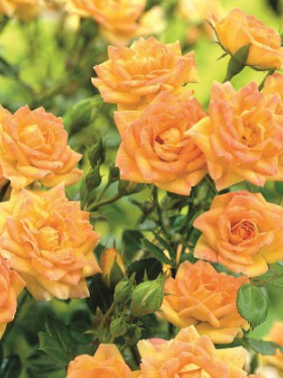 Саженцы Роза почвопокровная, Йеллоу Фэйри