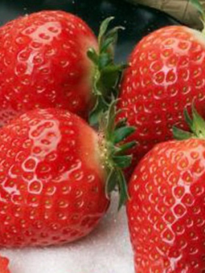 Саженцы Земляника садовая, Альба НФ311, 5 шт, 691228