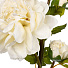 Цветок искусственный Пион, 70 см, белый, Y4-6937 - фото 2