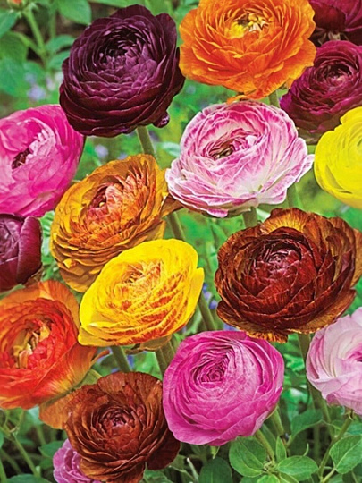 Луковицы Лютик, Пикоти смесь окрасок