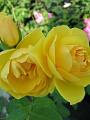 Саженцы Роза плетистая, Голден Шауерс, ярко-желтая - фото 2