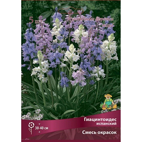 Луковицы Гиацинтоидес испанский, 6-7/К, 10 шт