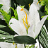 Цветок искусственный декоративный Лилия, пасхальный, 46 см, белый, Y6-10351 - фото 2