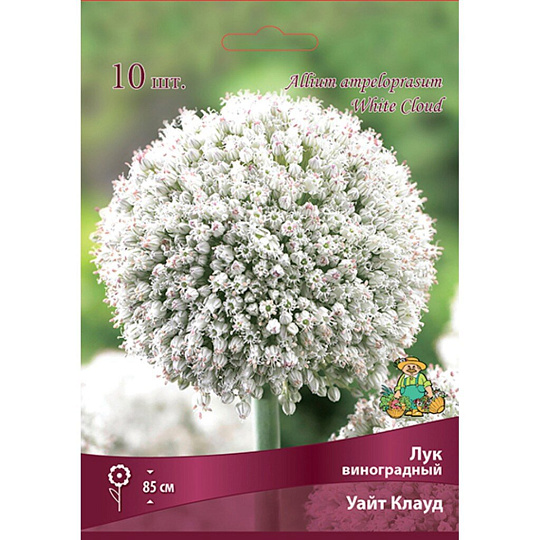 Луковицы Лук виноградный, Уайт Клауд, 6+/К, 10 шт