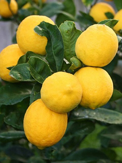 Саженцы Цитрус Лимон, Мейера, 750583