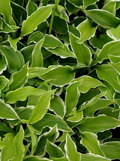Корневище Хоста волнистая, Альбомаргината, темно-зеленые листья с тонким белым краем