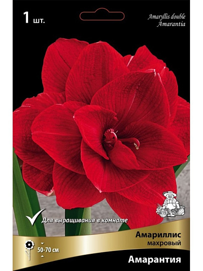 Луковицы Амариллис махровый, Амарантия