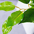 Дерево искусственное декоративное в кашпо, 150 см, Y4-3395 - фото 2