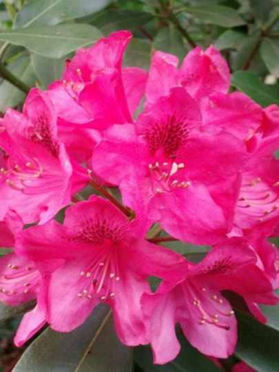 Саженцы Рододендрон гибридный, Нова Зембла, цветки красные, 750532