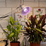 Лампа светодиодная для растений, E27, 11 Вт, Б0050603, Эра, ЭРА FITO-11W-Ra90 - фото 6