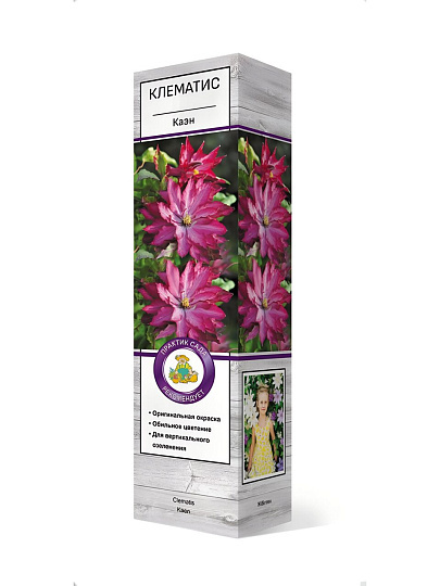 Саженцы Клематис крупноцветковый, Каэн, 00000751384