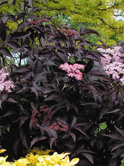 Саженцы Бузина черная, Блэк Бьюти, 751135