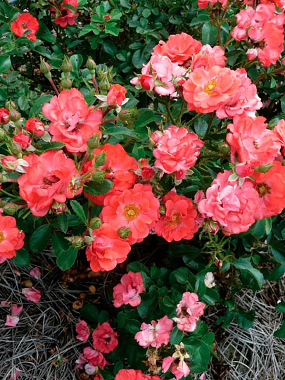 Саженцы Роза Мейян флорибунда, Корал Дрифт, 820388