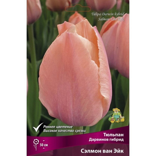 Луковицы Тюльпан Дарвинов гибрид, Сэлмон ван Эйк, 11-12/К, 10 шт