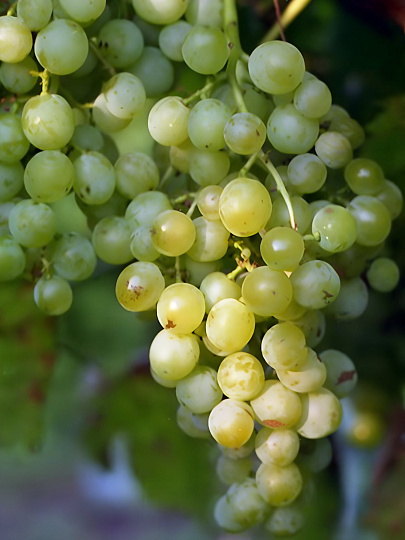 Саженцы Виноград плодовый, Бианка