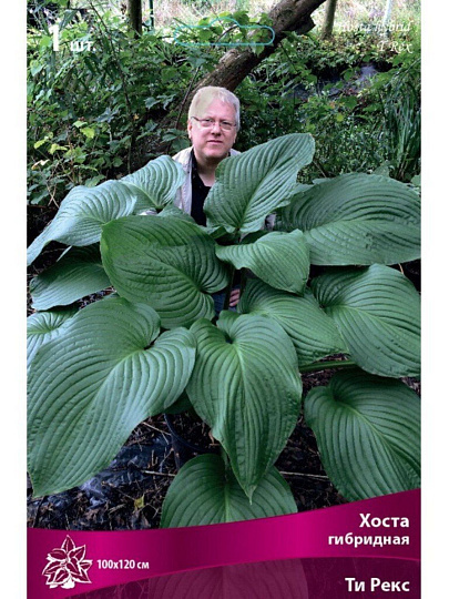 Корневище Хоста гибридная, Ти Рекс