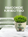 Кашпо керамика, 0.2 л, 6.5х8х6.5 см, в ассортименте, Кактусы, Y3-1295/318493 - фото 3