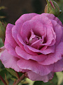 Саженцы Роза чайно-гибридная, Виолетт Парфюм, лилово-розовые - фото 3