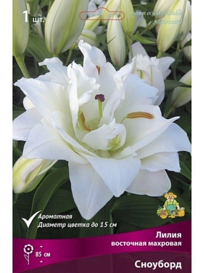 Луковицы Лилия восточная, Сноуборд, 14-16