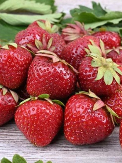 Саженцы Земляника садовая, Дэли, 5 шт, 814511