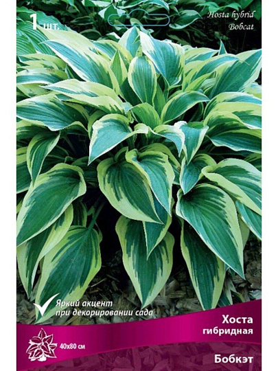 Корневище Хоста гибридная, Бобкэт