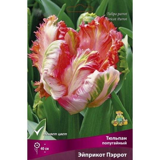 Луковицы Тюльпан попугайный, Эйприкот Пэррот, 11-12/К, 7 шт