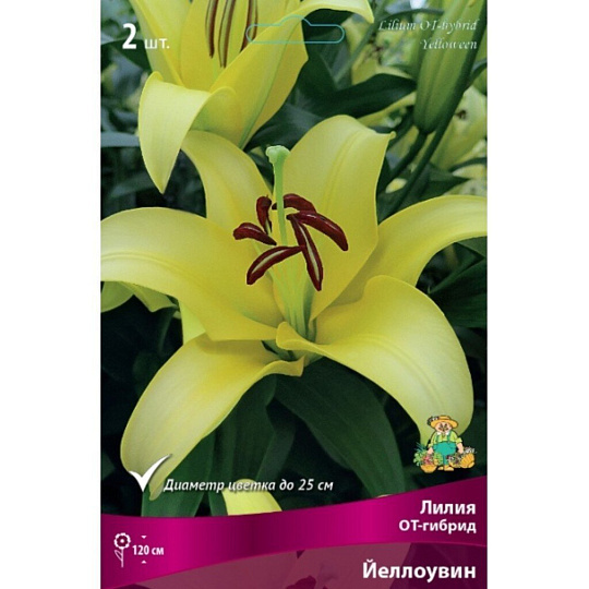 Луковицы Лилия ОТ-Гибрид, Йеллоувин, 14-16, 2 шт