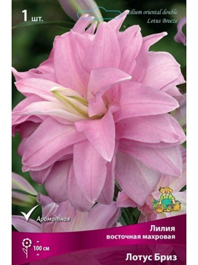 Луковицы Лилия восточная, Лотус Бриз, 14-16