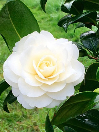 Саженцы Камелия японская, Далонега, комнатное растение, 846972