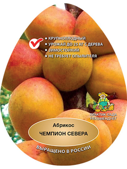 Саженцы Абрикос, Чемпион Севера, 752373